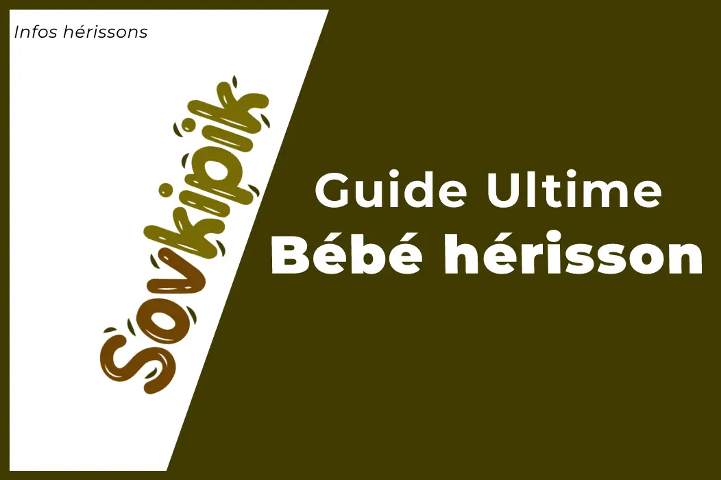 Choupisson : tout savoir sur le bébé hérisson