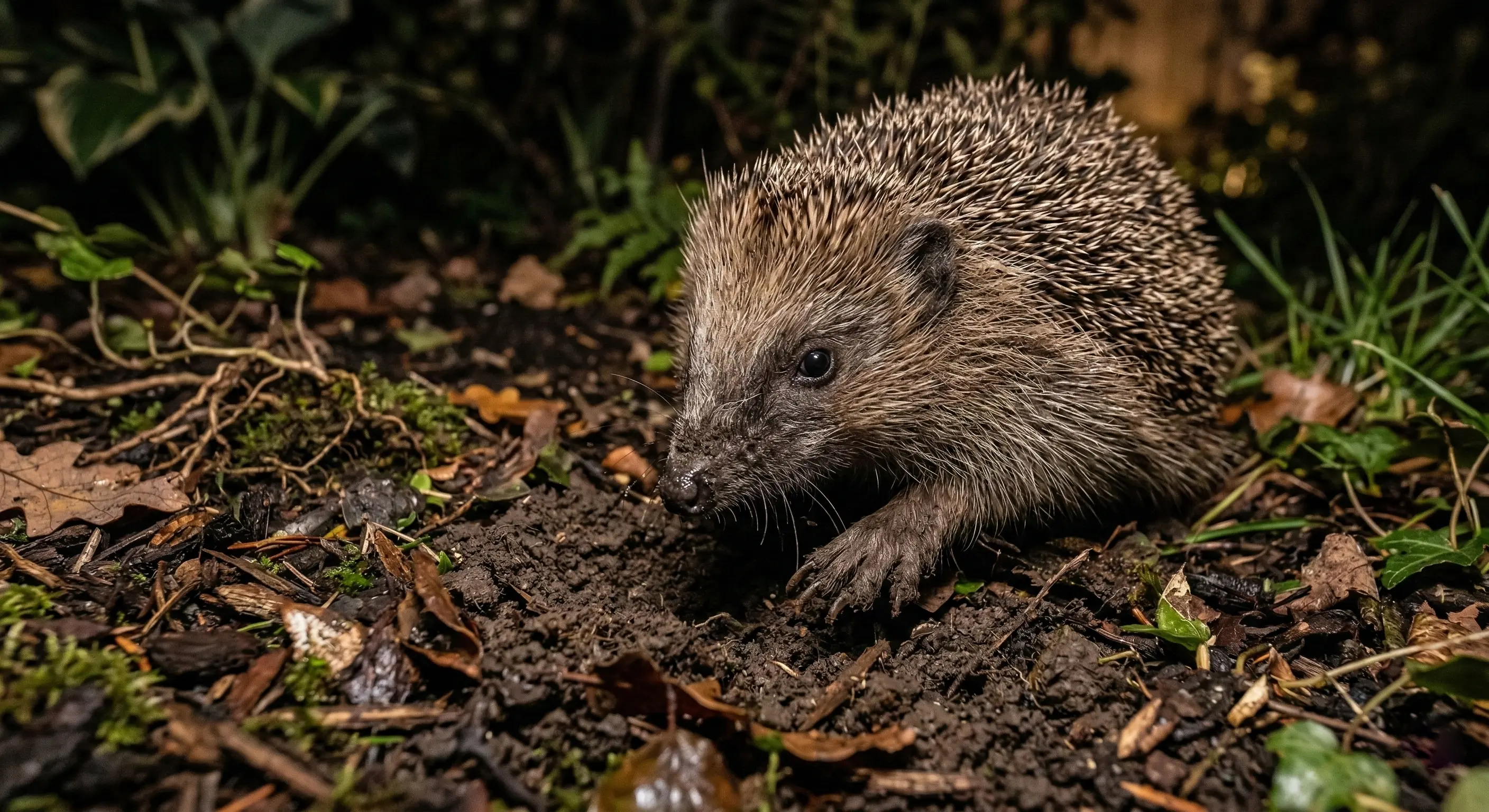 Infographie comparative montrant côte à côte un trou de hérisson, une taupinière, un trou de campagnol et un terrier de lapin