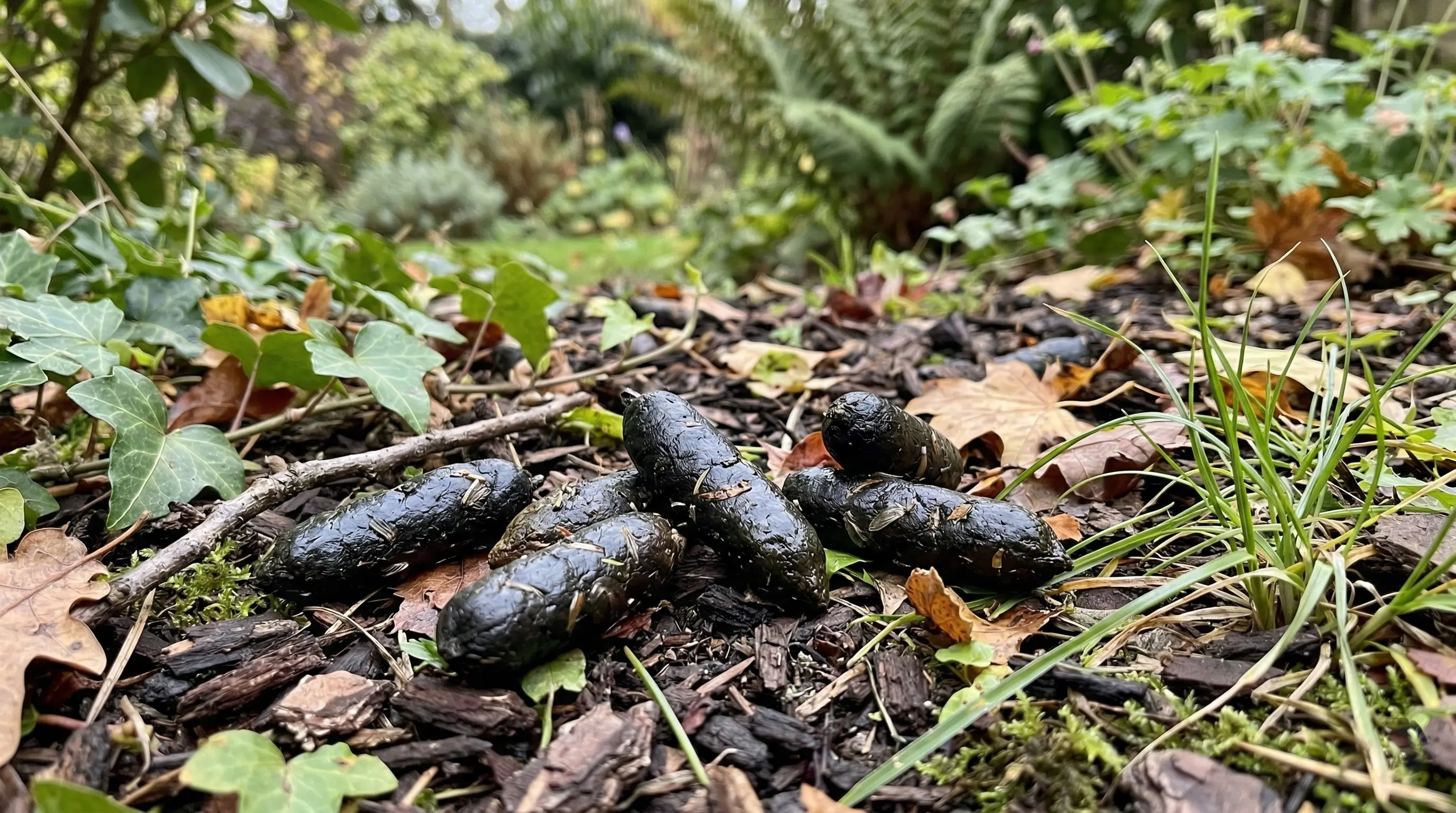 Crotte de hérisson : comment la reconnaître ?