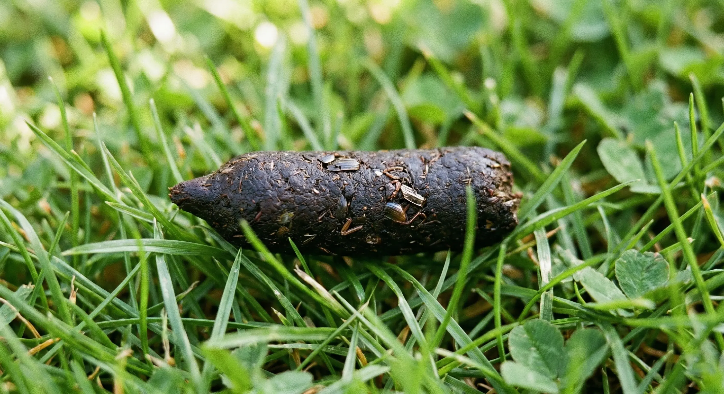 Photo realiste d'une crotte de herisson typique sur de l'herbe verte, vue rapprochee montrant la forme cylindrique avec extremite pointue, couleur brun fonce a noire, fragments d'insectes visibles a la surface