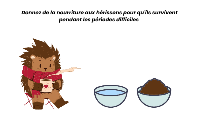 Hérisson se nourrissant de croquettes lors d'une période difficile en hiver