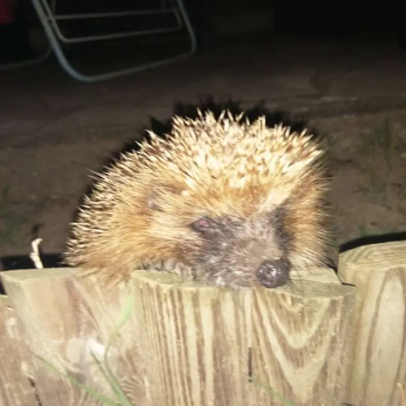 Puis-je adopter un hérisson en 2026 ?