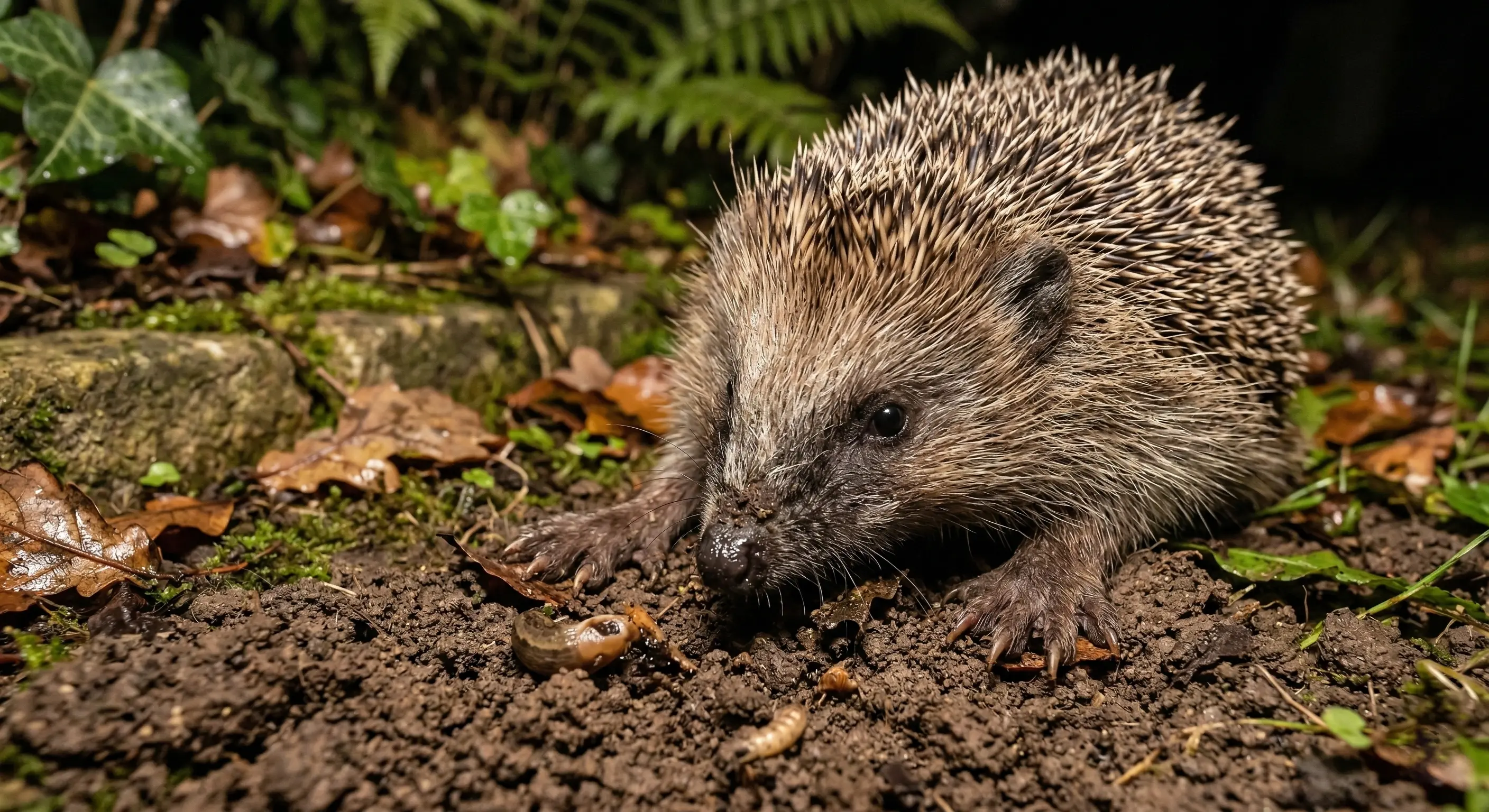 Hérisson fouillant la terre d'un jardin avec son museau de nuit