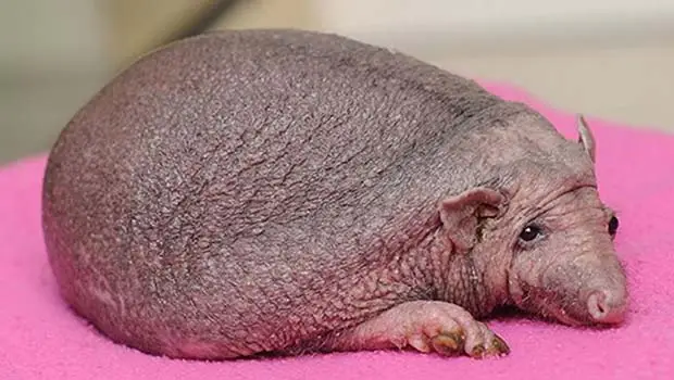 Hérisson sans piquants : causes et quand s'inquiéter