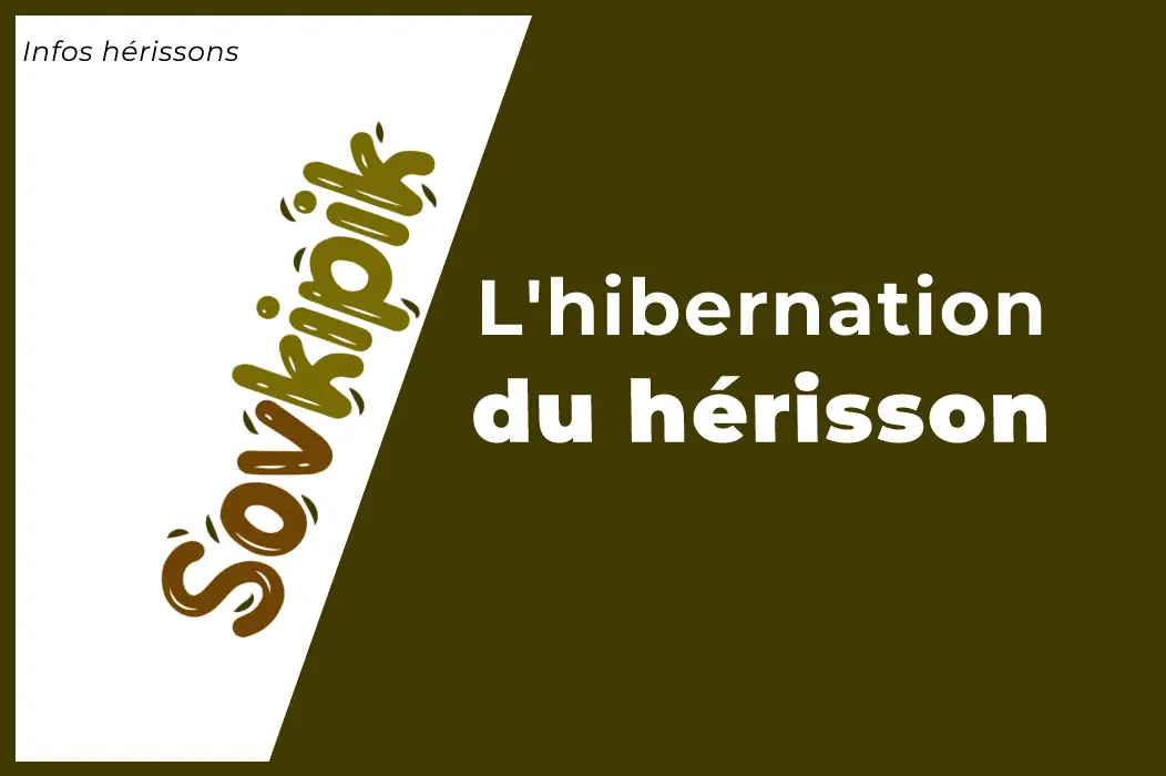 Hibernation du hérisson : Guide + Tableau physiologique