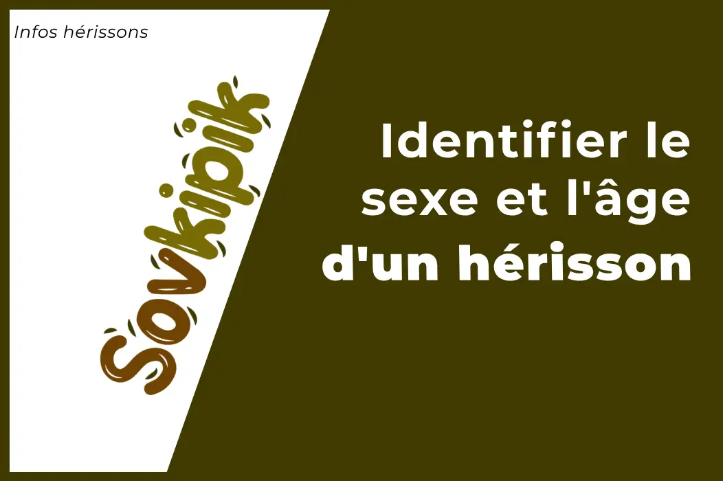 Reconnaître l’âge et le sexe d’un hérisson (photos)