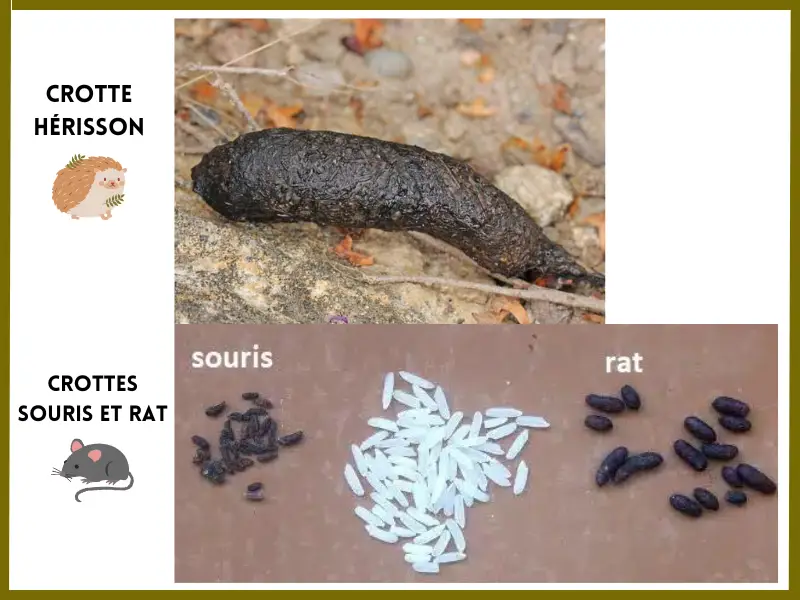 Image 3: Crotte hérisson ou rat ou souris