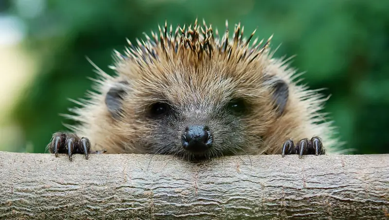 Image 1: hérisson curieux