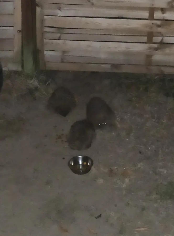 Image 2: famille de hérisson