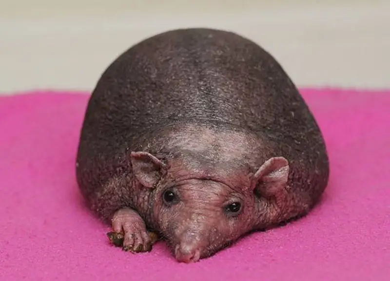 Image 3: hérisson sans épine