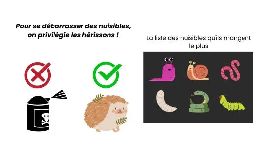 Image 1: pas de d'insecticides pour les hérissons