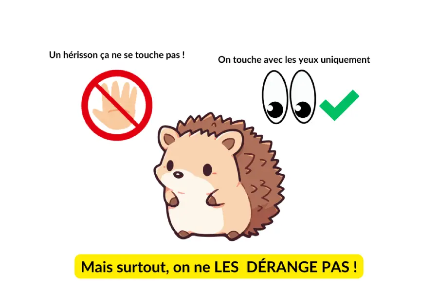 Image 1: Un hérisson ça ne se touche pas !