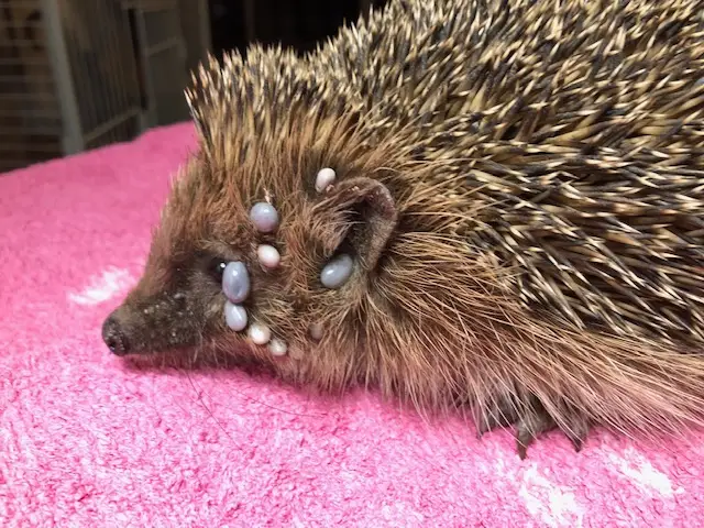 Image 2: Herrison infesté de tiques