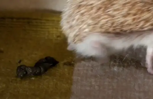 Image 2: crotte-herisson