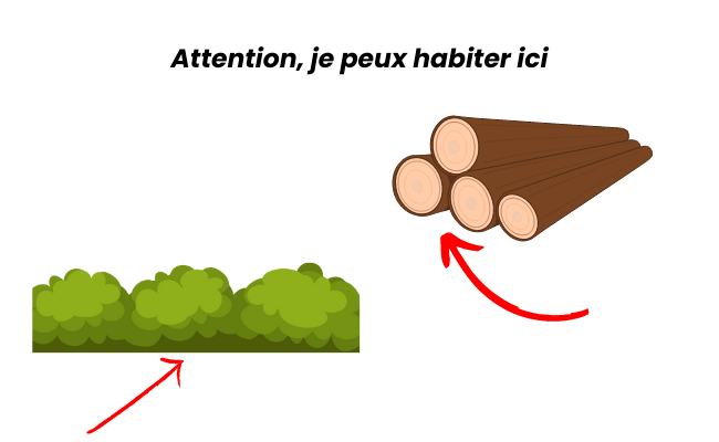 Image 2: vérifier avant de tailler