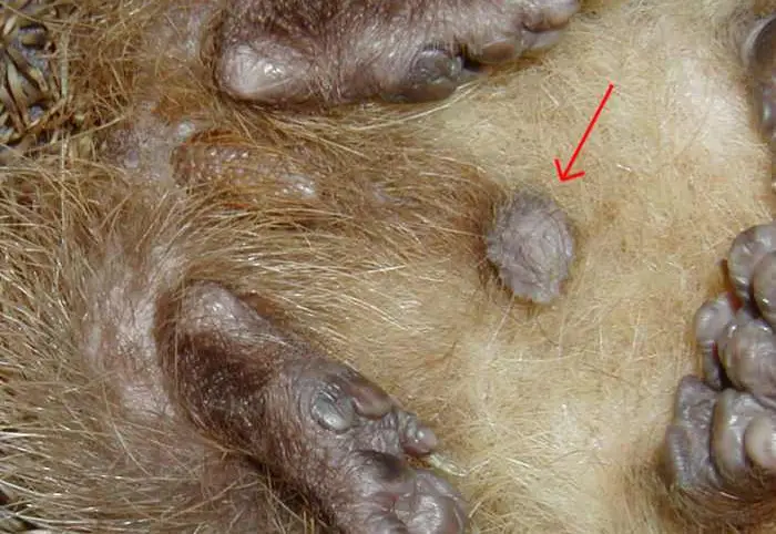 Image 2: sexe male hérisson