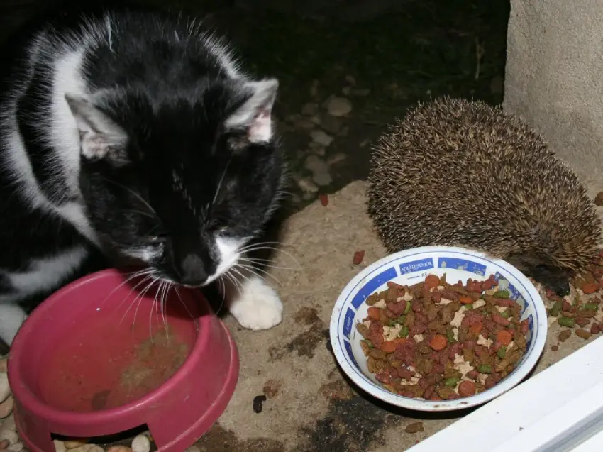 Image 2: chat et hérisson photo