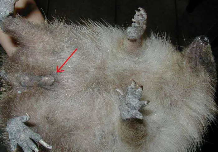 Image 1: sexe femelle hérisson