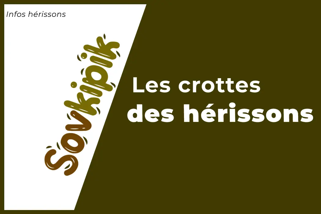 Crotte de Hérisson : Comment les reconnaître ?