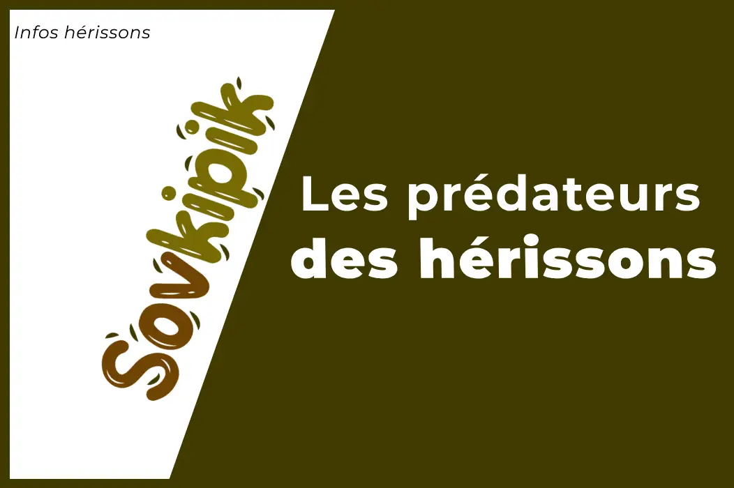 Les prédateurs des hérissons : qui sont-ils ?