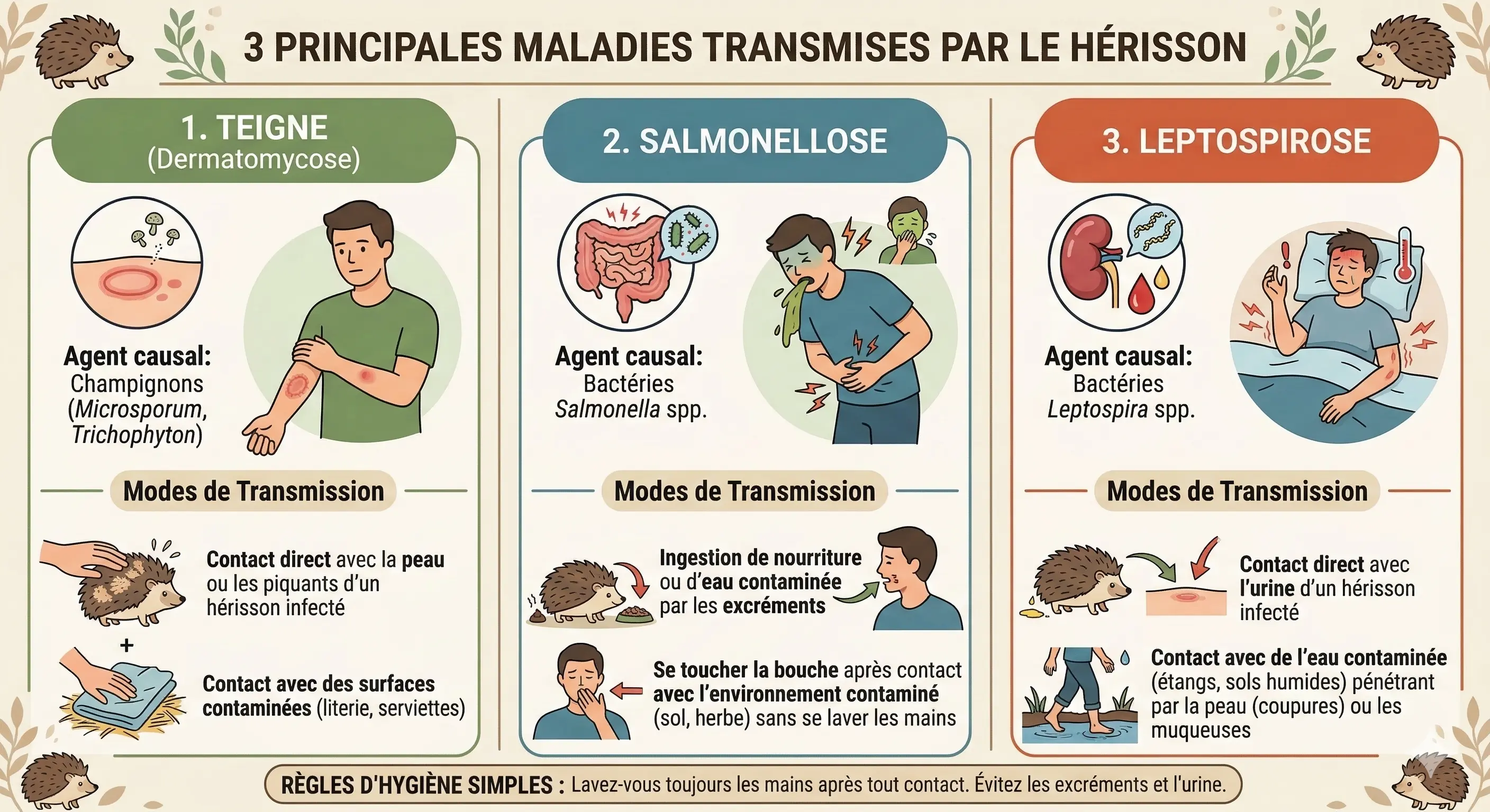 Infographie des 3 principales maladies transmises par le hérisson : teigne, salmonellose, leptospirose
