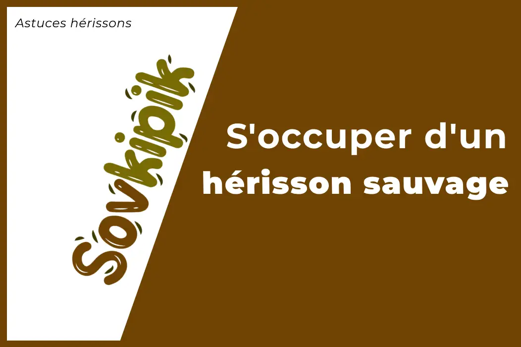 S'occuper d'un hérisson sauvage