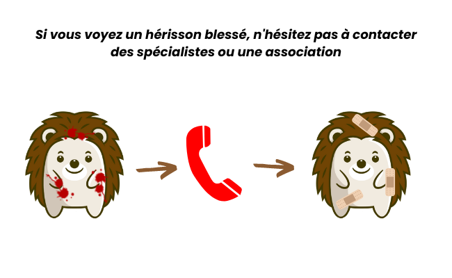 appelez des spécialistes si vous voyez un hérisson bléssé
