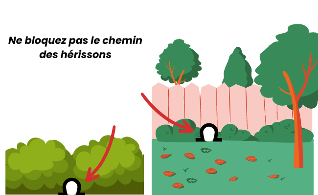 laissez un passage pour les hérissons