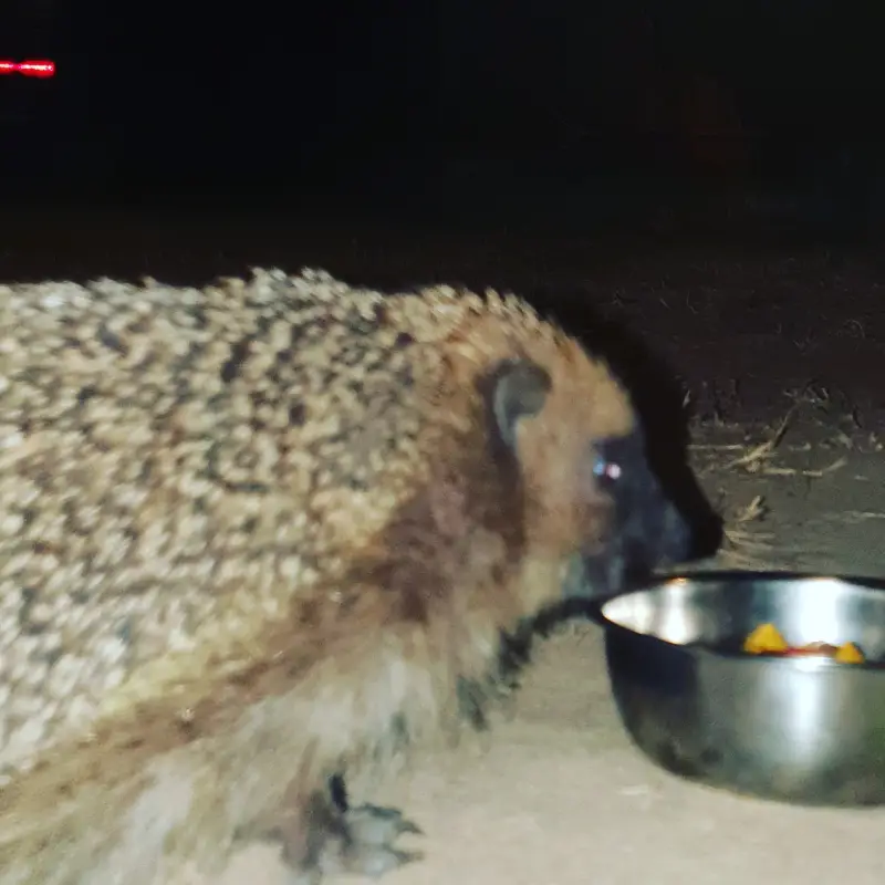 hérisson qui mange