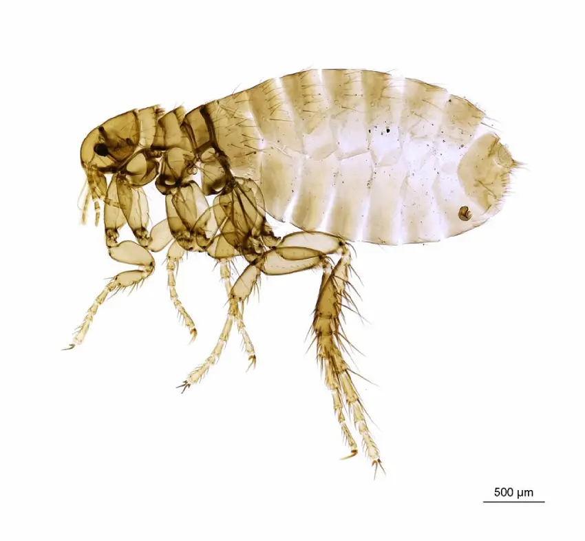Puce hérisson Archaeopsylla erinacei
