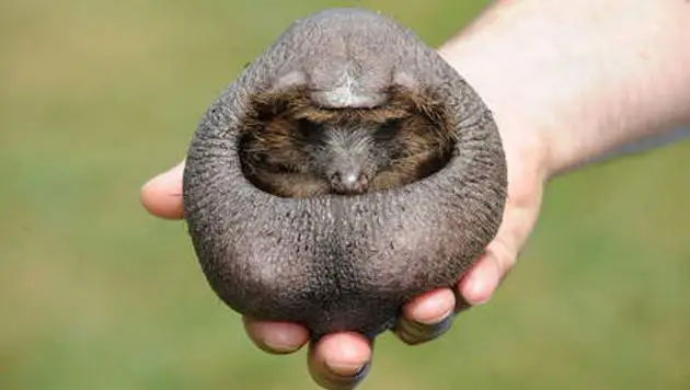 herisson en boule sans pic