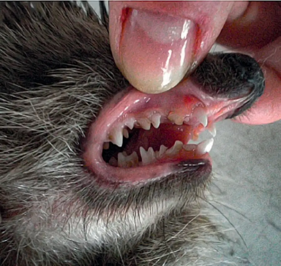 photo des dents d'un hérisson
